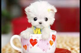 Teacup Maltese Quick Facts About The Adorable Designer Dog