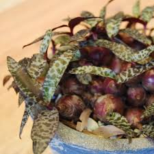 Image result for Ledebouria luteola