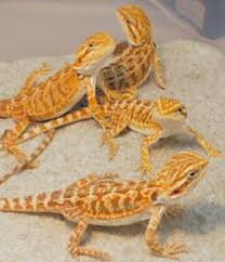 Baby Black Bearded Dragon For Sale Baby Bearded Dragons For Sale Archives Voracious Reptile Baby Bearded Dragon Bearded Dragon Care Bearded Dragon
