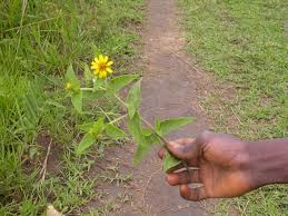 Image result for Aspilia