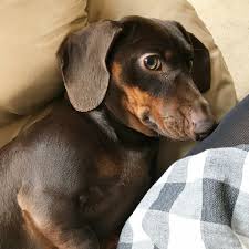 Earn points & unlock badges learning, sharing & helping adopt. Dapple Dachshund Puppies Alabama 2020 Pets News And Review
