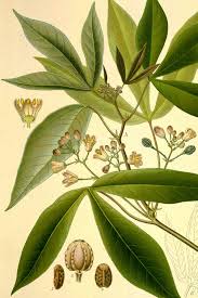 Image result for Manihot esculenta