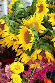 1201 agriculture street raleigh, nc 27603 wake county office phone: Some Of The Great Scenery At The State Farmer S Market In Raleigh Nc Picture Of State Farmers Market Restaurant Raleigh Tripadvisor