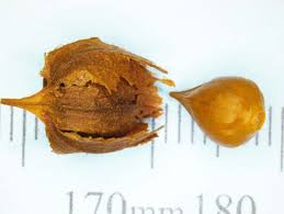 Image result for Fagopyrum snowdenii