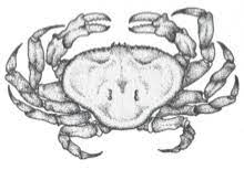 The stars are in charge of your emotions right now, and they're currently persuading you to hibernate. Cancer Career Horoscope Today Daily Sunsigns Com