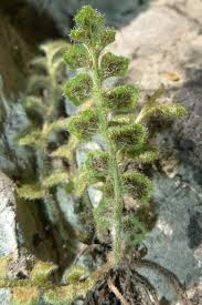 Image result for Asplenium rutifolium