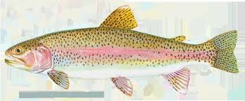 Eagle lake trout, oncorhynchus mykiss aquilarum, is a subspecies of rainbow trout endemic to eagle lake, in lassen county, california. Trout Alchetron The Free Social Encyclopedia