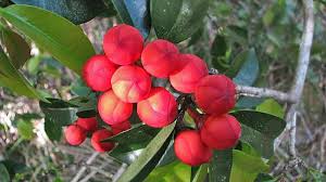 Image result for Symphonia