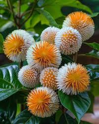 Image result for Fimbristylis scabrida