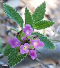 Image result for Lantana rugosa