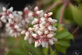 Image result for Pieris japonský bonfire obrázek