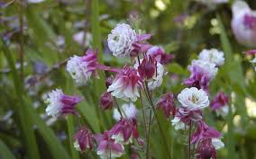 Akelei Akelei Blumen Stauden Garten Pflanzen