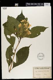 Image result for Lankesteria