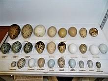 Bird Egg Wikipedia