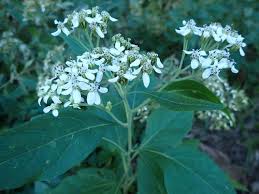 Plant in full sun to part shade. Small White Flowers Large Leaves
