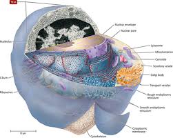 Maybe you would like to learn more about one of these? Chapter 3 Cell Structure And Function Lecture Flashcards Quizlet