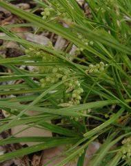 Image result for Carex bequaertii