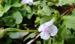 Image result for Craterostigma nummulariifolium