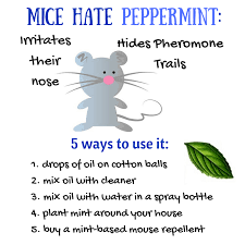 Unless a rodent population is very high, it is generally recommended that homeowners use traps for control efforts, and call a pest control professional if rodenticide use is needed. Does Peppermint Oil Repel Mice Yes Get Rid Of Mice Easy Getting Rid Of Mice Mice Repellent Home Remedies For Mice
