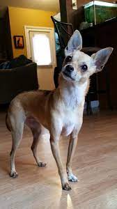 Twinkles The Deer Head Chihuahua Cute Dogs Chihuahua Love Deer Chihuahua