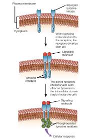 Ligands Receptors Article Khan Academy