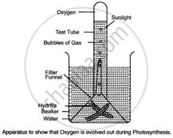 Now that we have a good understanding of the 4 chambers and valves of the heart, there are only 4 more main structures we will discuss. Draw A Neat And Well Labeled Diagram Of The Apparatus You Would Set Up To Show That Oxygen Is Given Out During Photosynthesis Biology Shaalaa Com