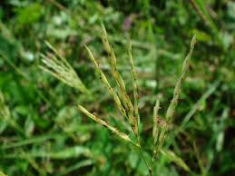 Image result for Arthraxon hispidus