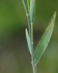 Image result for Dichapetalum edule