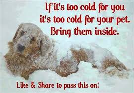 If It S Too Cold For You It S Too Cold For Your Pet Bring Them Inside Golden Retriever Dog Cute Puppy Snow Pet Safety Tips Pets Your Pet Animals