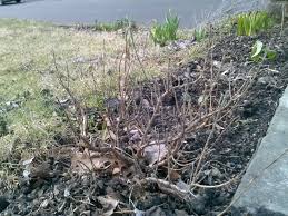 How to prune rosemary bushes? Hack Jobs Pruning Rosemary Pay Dirt