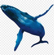 Humpback Whales Whale Png Image With Transparent Background Png Free Png Images Whale Humpback Whale Marine Animals