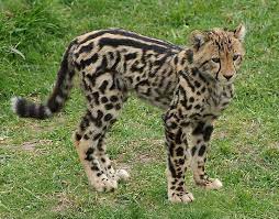 Albino King Cheetah Gender Female Type Of Cheetah Albino Normal King King Looks Small Wild Cats Animals Wild Rare Cats