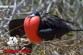 Birds That Look Like Penguins But Fly Frigate Bird Animals Pet Birds Bizarre Animals