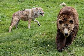 Wolf Vs Bear By Cwaddell On Deviantart Yellowstone Wolves Bear American Indian Dog
