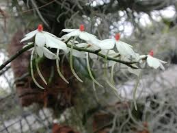 Image result for Aerangis hologlottis