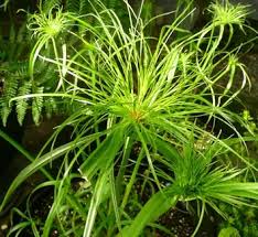 Image result for Cyperus sp.no.3