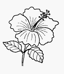 Kamus besar dari bunga raya dalam bahasa indonesia. Gambar Bunga Raya Untuk Diwarnai Kumpulan Gambar Bunga In 2021 Flower Pictures Flower Drawing Black And White Flowers