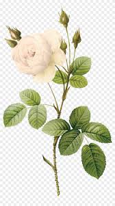 Lizzie completes the botanical illustration of a rose in real time. White Rose Clipart Real Rose Botanical Illustration Free Transparent Png Clipart Images Download