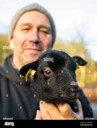 Lambing season hi-res stock photography and images