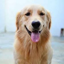 Golden Retriever In 2020 Smartest Dog Breeds Dog Breeds Smart Dog