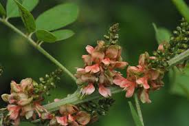 Image result for Indigofera subulata
