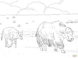 The educational yak coloring pages for kids. Yak Mother With Calf Coloring Page Free Printable Coloring Pages Coloring Home