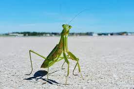 Pin On Creature Photography