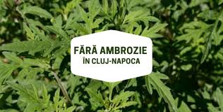Informatii despre pericolul ambroziei, metode de combatere. FÄƒrÄƒ Ambrozie In Cluj Napoca Demersuri Pentru IndepÄƒrtarea Buruienii