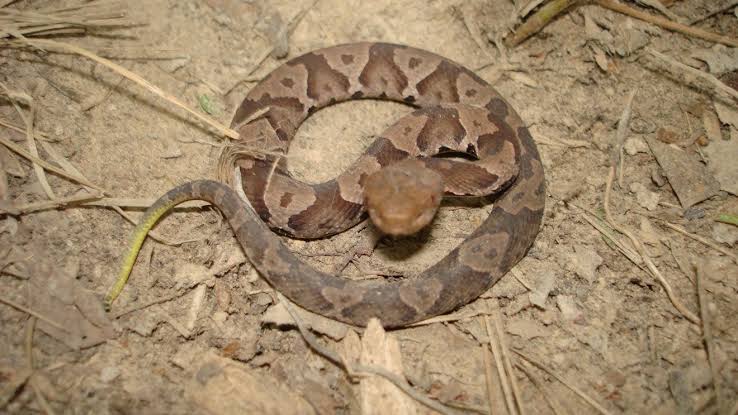 It's baby copperhead season in Tennessee, but what does that mean? Expert  weighs in