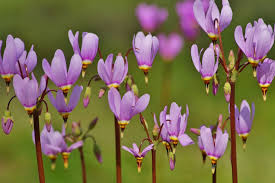 We did not find results for: Dodecatheon Meadia Shooting Star