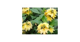 Image result for Crossandra pyrophila