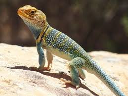 Arizona Lizard Black And White Tail How Sunshine Powers The Lives Of Wildlife Desert Lizards Tortoise As Pets Power Animal