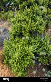 Image result for Geigeria africana