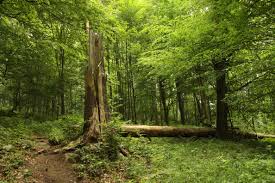 Image result for nature